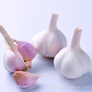 Fresh Red Garlic Bulb Provided